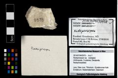 Foto (Objekt + Etikett) von Nodoprosopon sp.  (NHMW-GEO-2014-0194-0978)